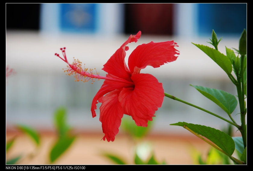 DSC_0084.jpg