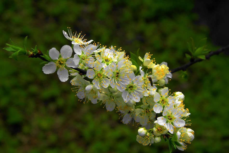 DSC02890.JPG