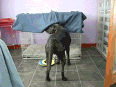 http_imgload.gif
