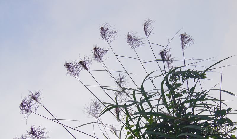 DSC02701.JPG