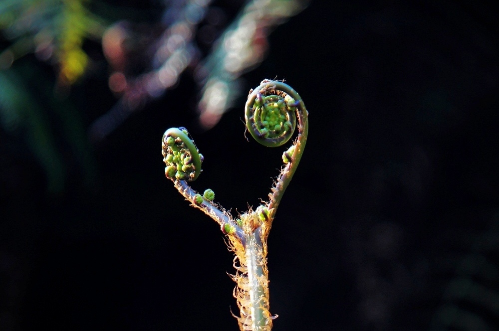 DSC01102-1.jpg