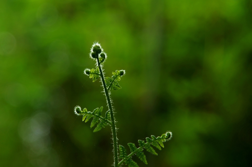 DSC03231-1.jpg
