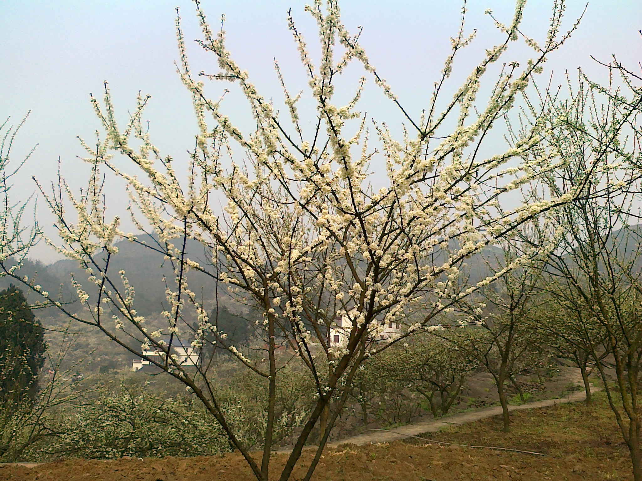 20120318585.jpg