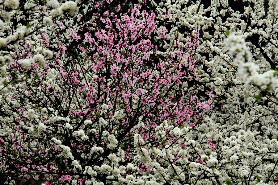 IMG_9462.jpg
