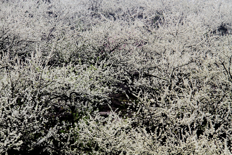 IMG_9478.jpg