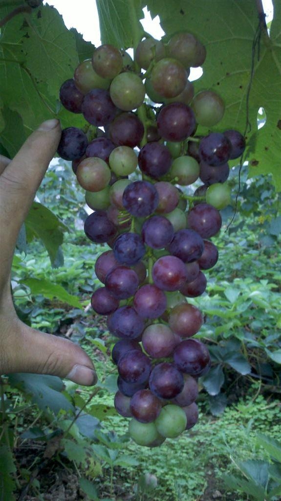 IMG_20120613_182042 ().jpg
