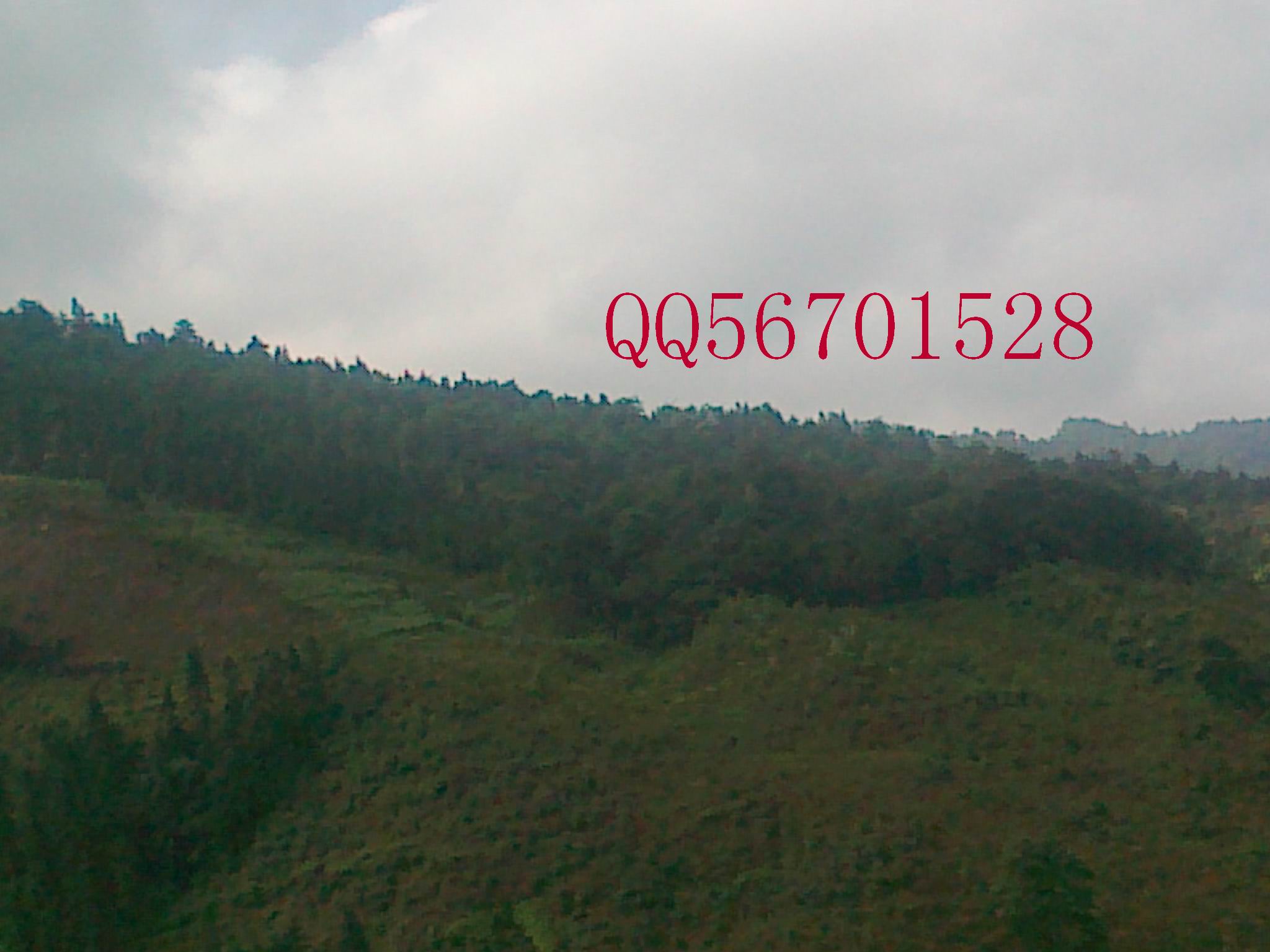 QQ56701528