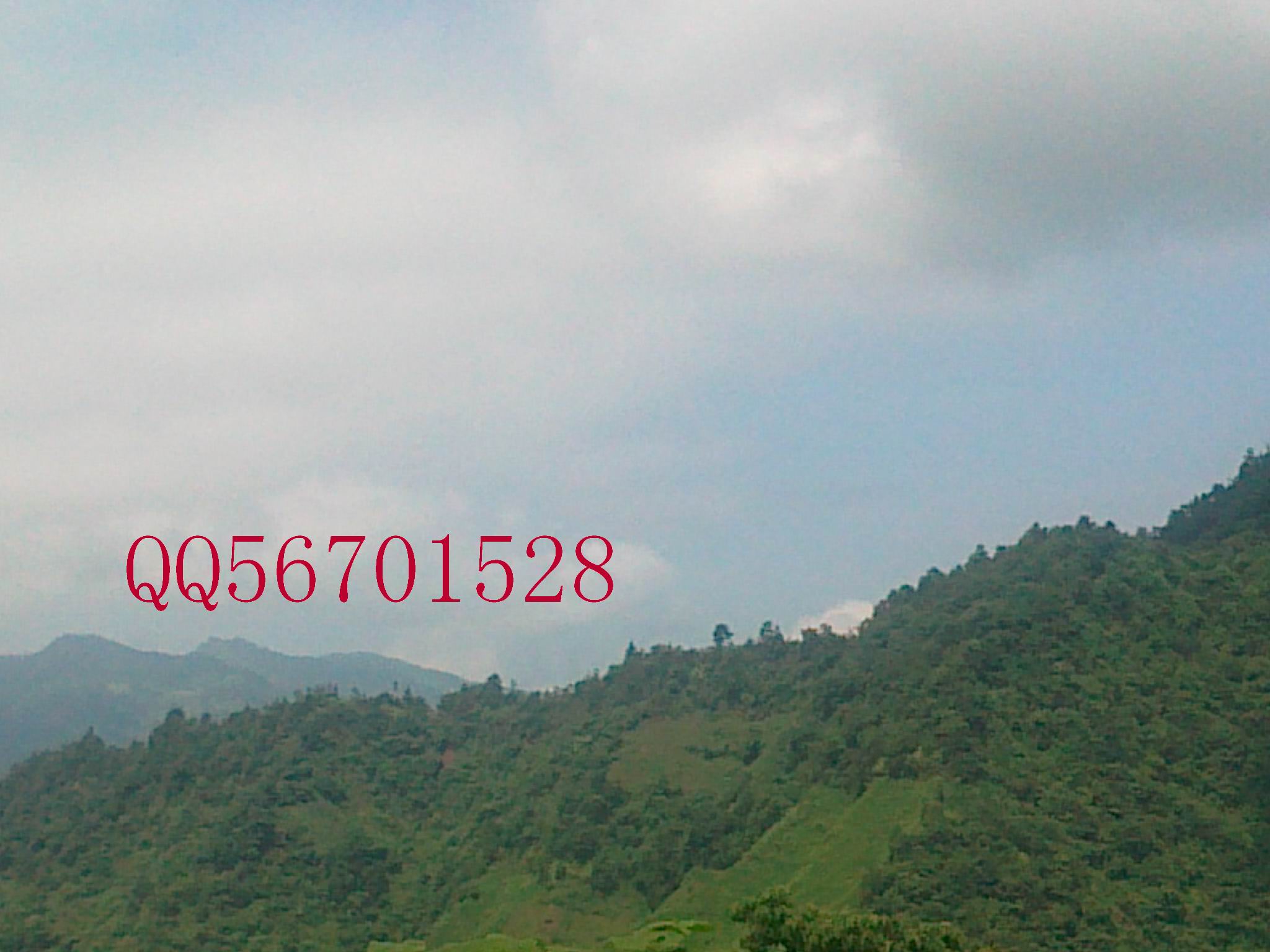 QQ56701528