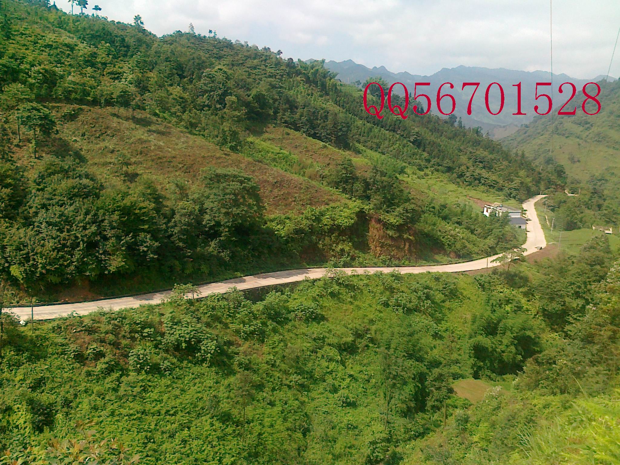QQ56701528