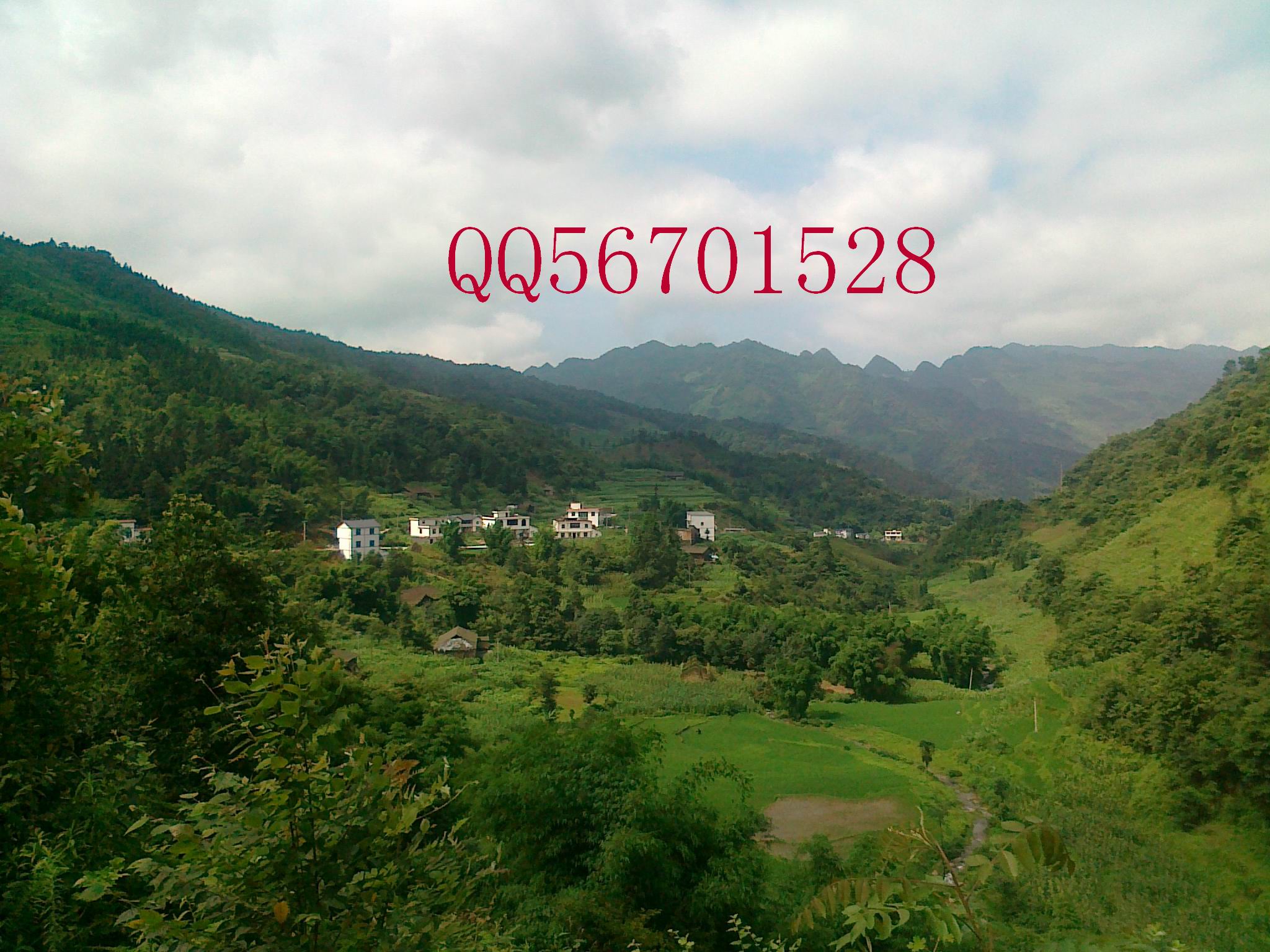 QQ56701528