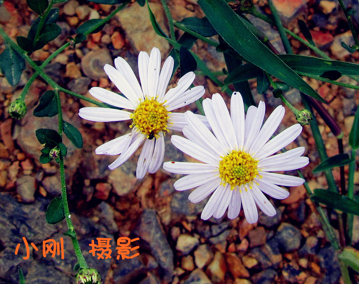IMG_3373_.jpg