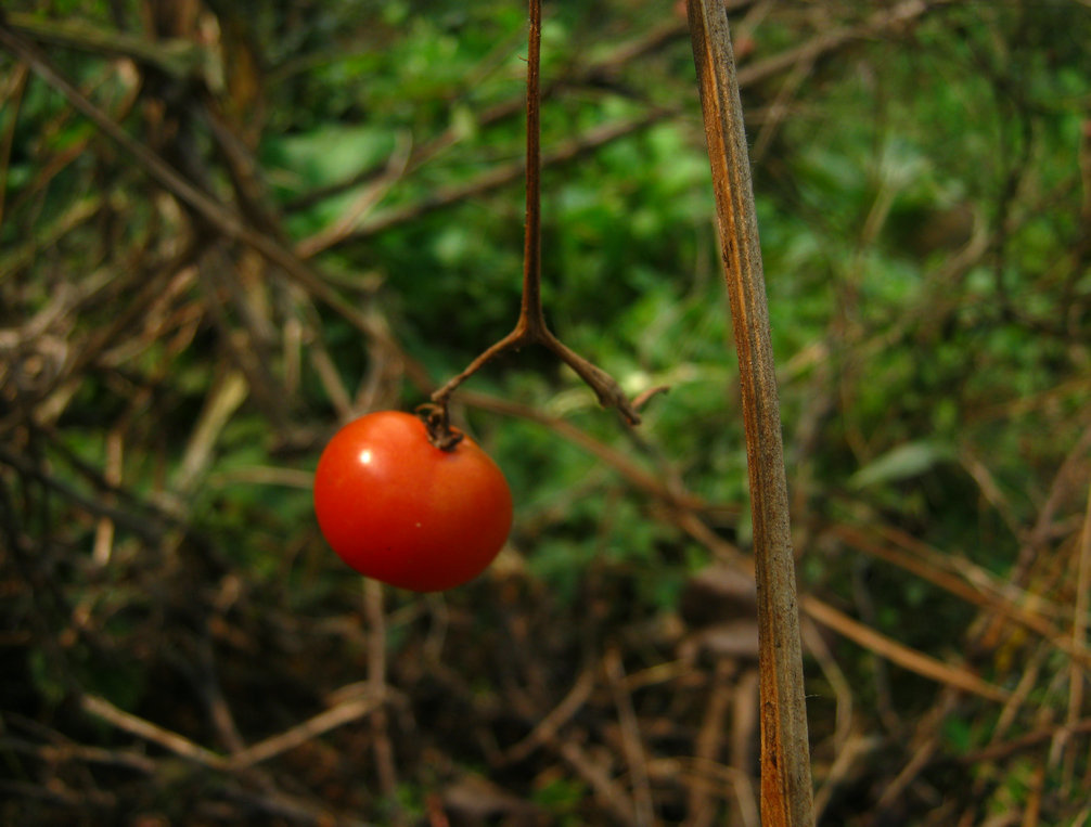 IMG_2565.JPG