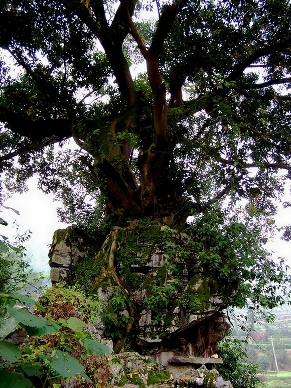 Ƭ 0352.jpg