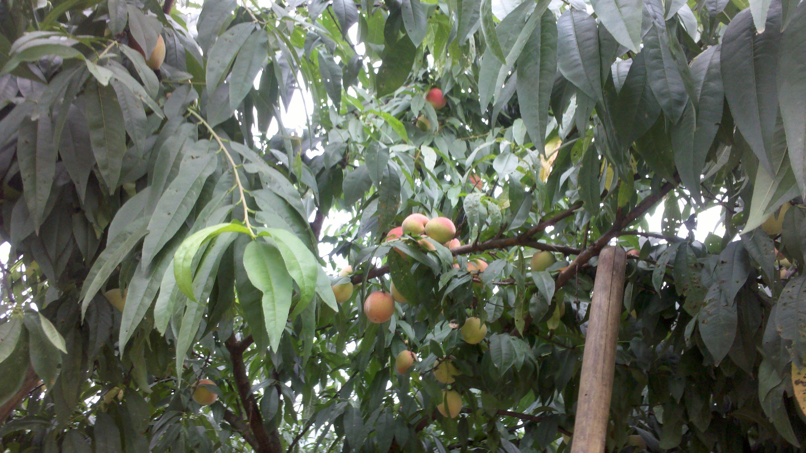 IMG_20130601_080240.jpg