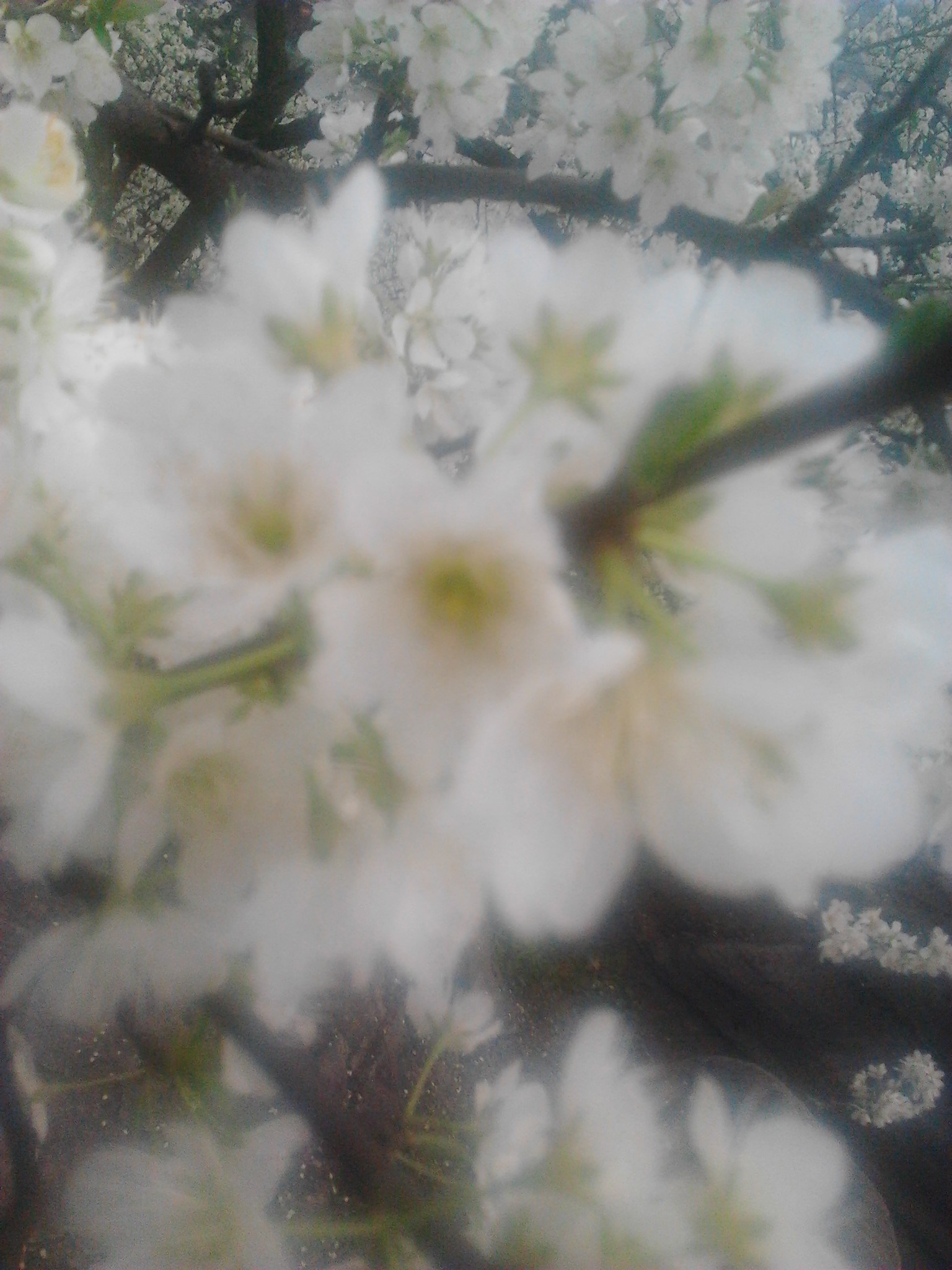 IMG_20130228_152153.jpg