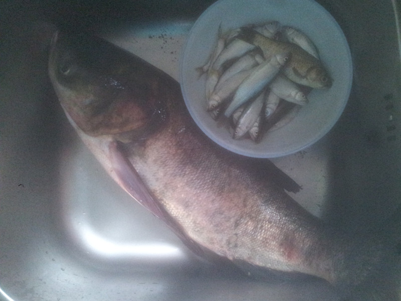 20130625_070701.jpg