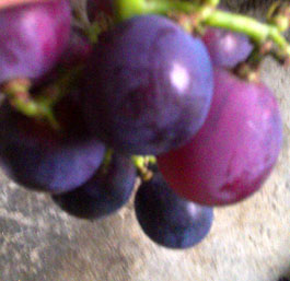 IMAG1010.jpg