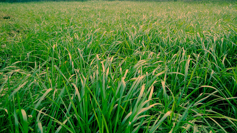 DSC02868__.jpg
