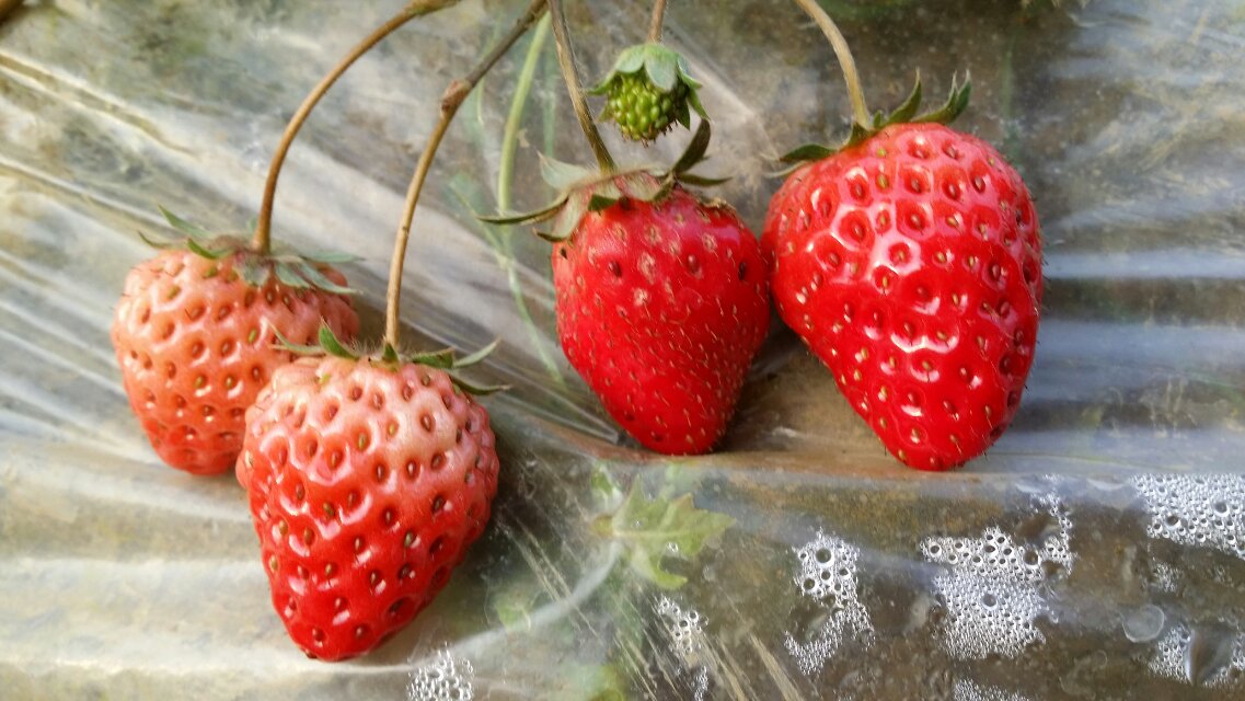 ݮ