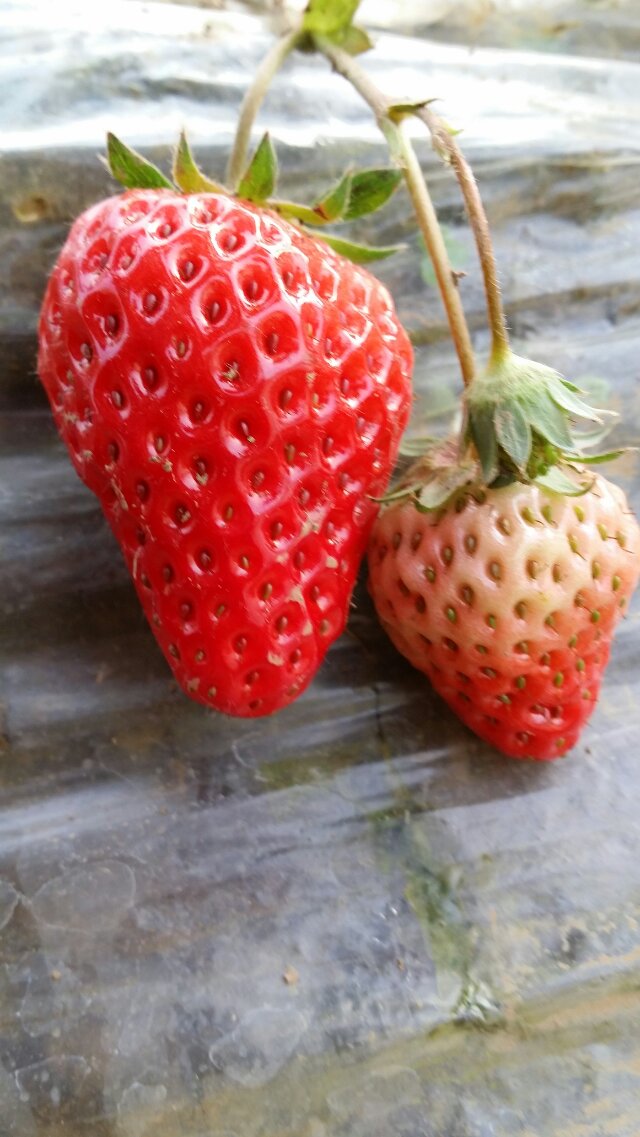 ݮ
