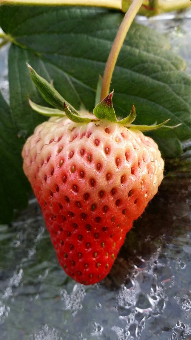 ݮ