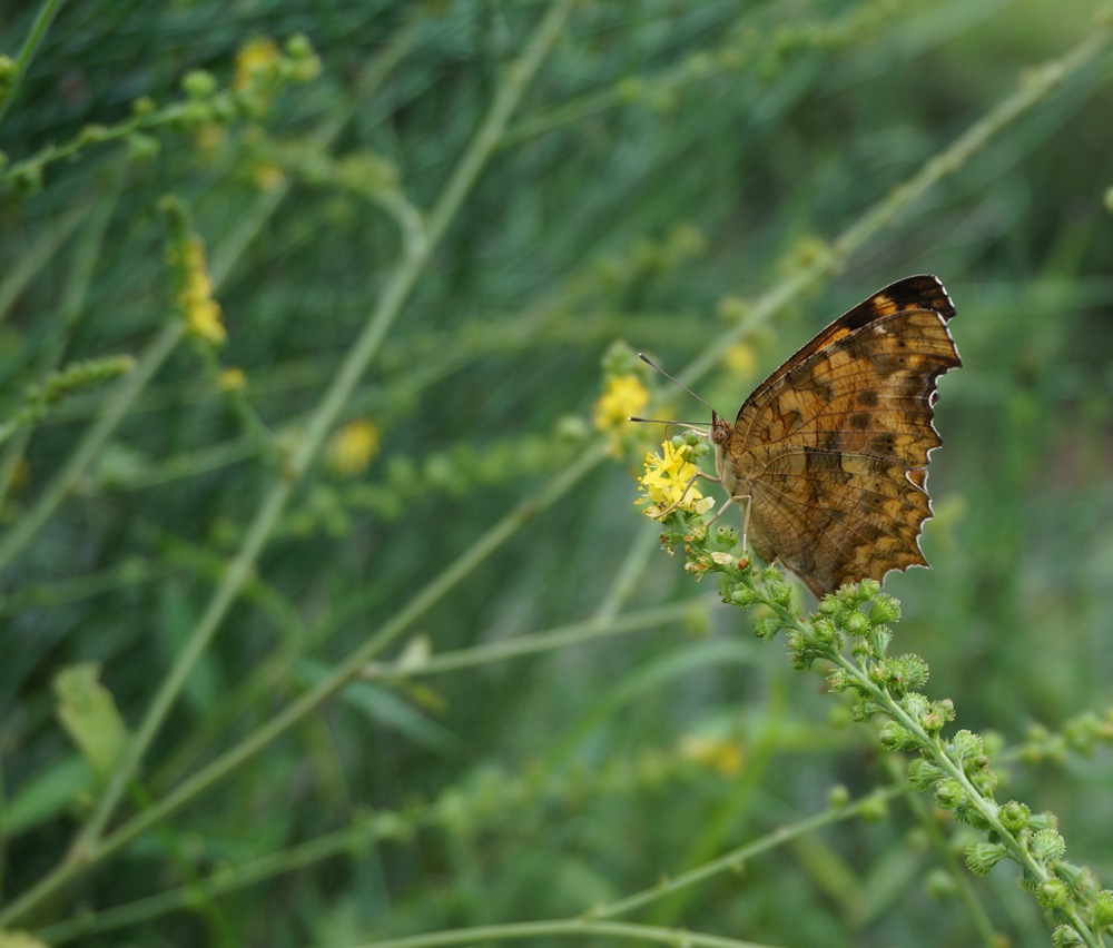 DSC01276_.jpg