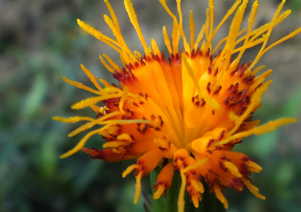 DSC04275_.jpg