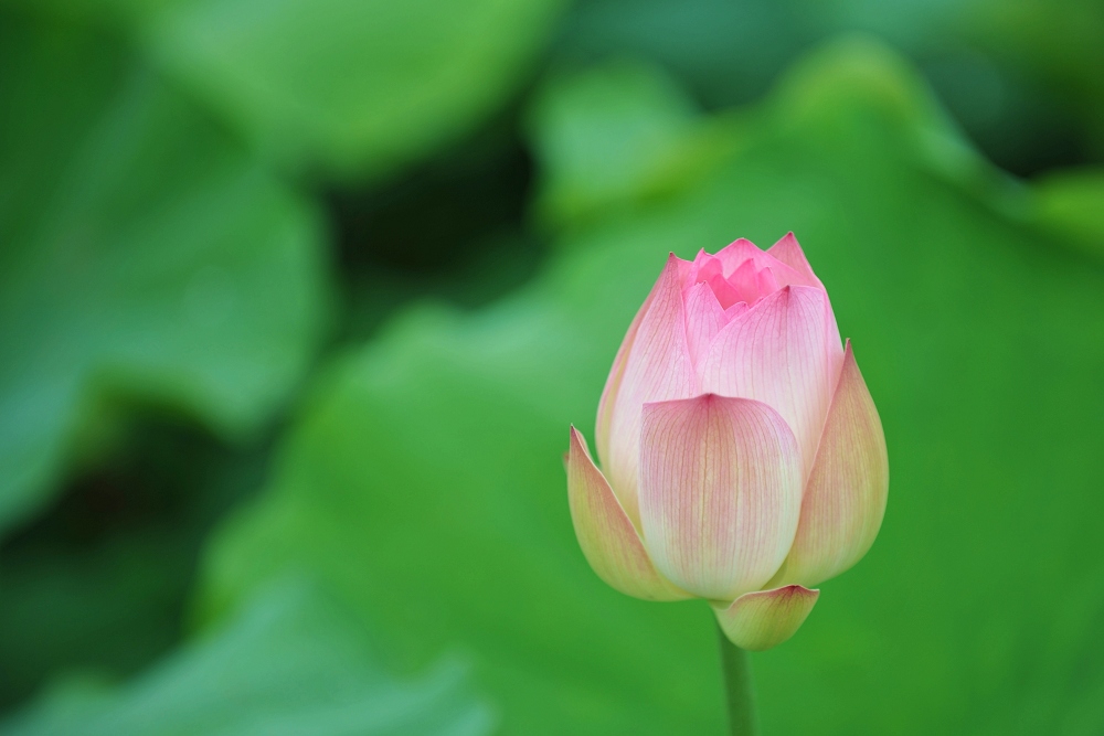 DSC_4429.JPG