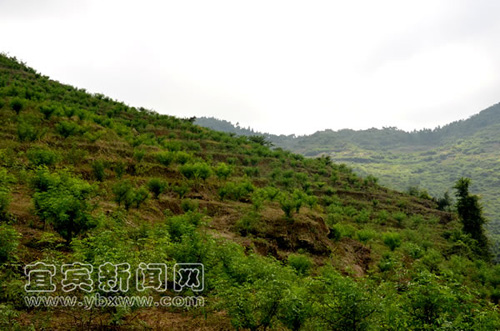 ղǿֵĻ顱.jpg
