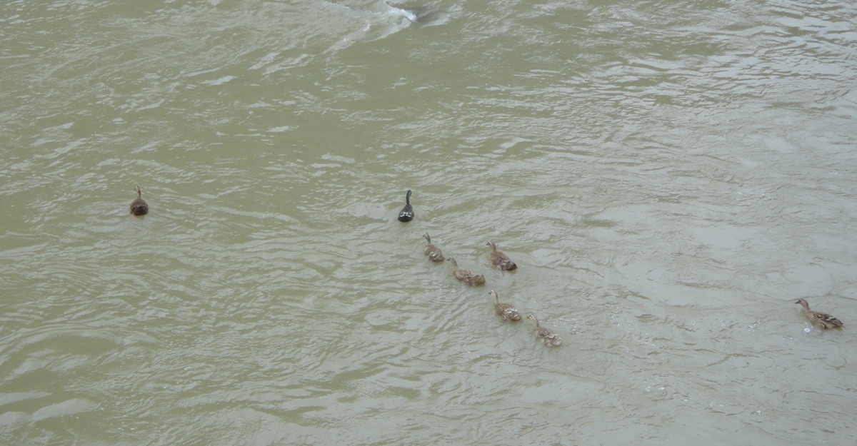 DSC00477_.jpg