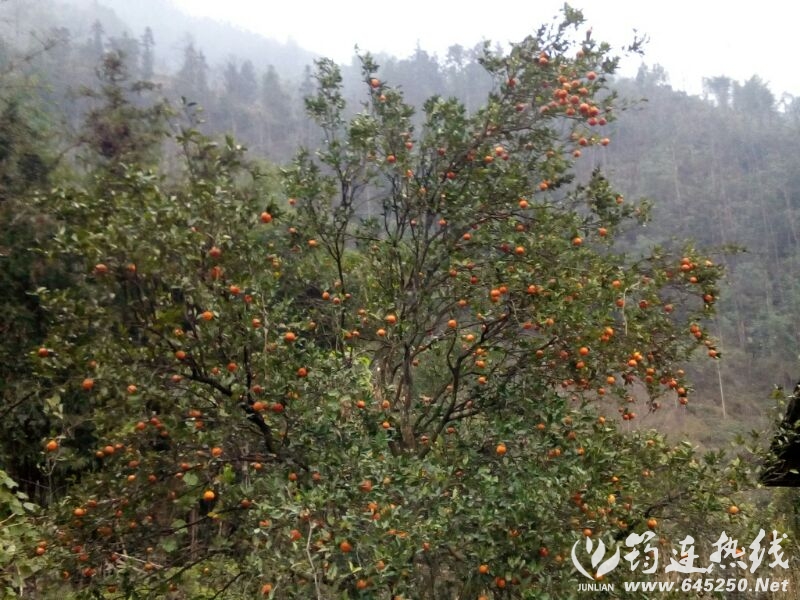 UC_Photo_079.jpg