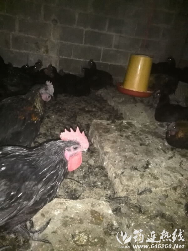 52798