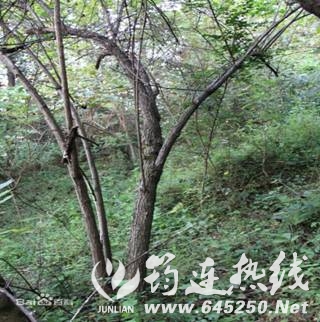 clip_image002.jpg