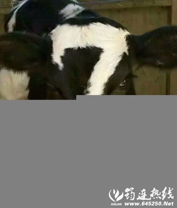 55388