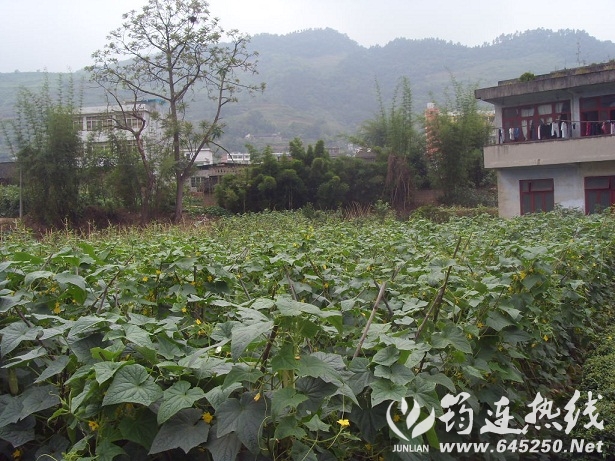 SDC17119.JPG