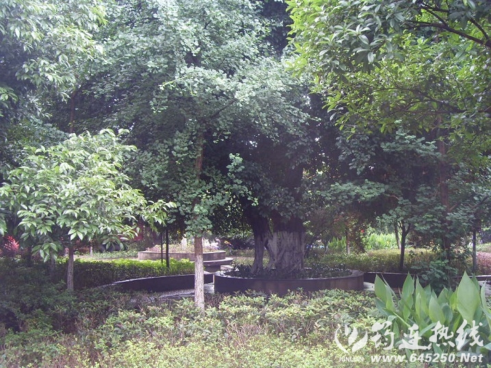 SDC17092.JPG