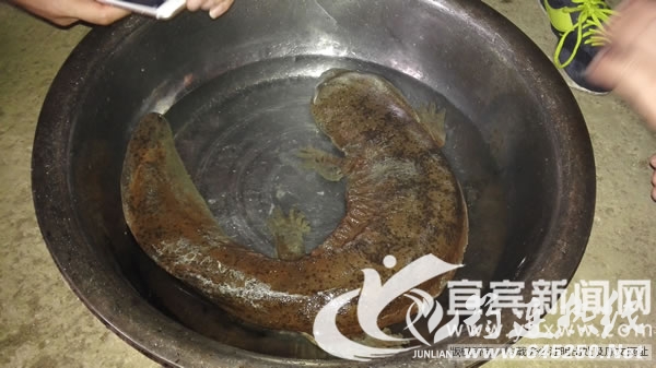 xinhua_sc_yibin20157141818155576288.jpg