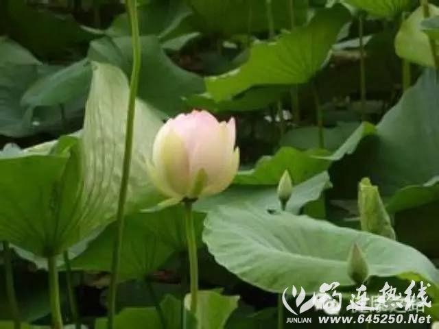 ecca9851489fe5d6ec120322c1d649e7.jpg