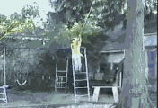 eb12c559588040dba423a46d10b658aa.gif