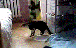 5ecd82ffc6bc13705da60a5bde930601.gif