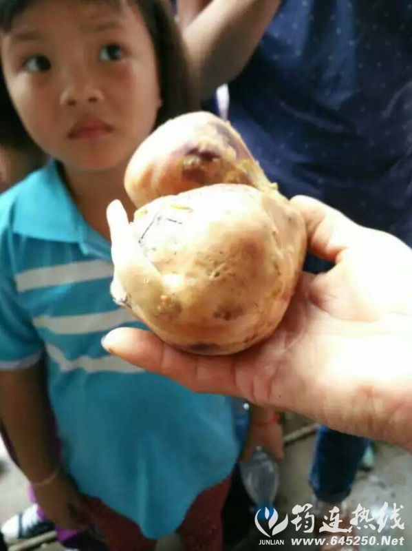 68584