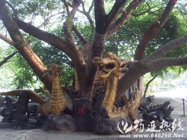 SDC18061.JPG