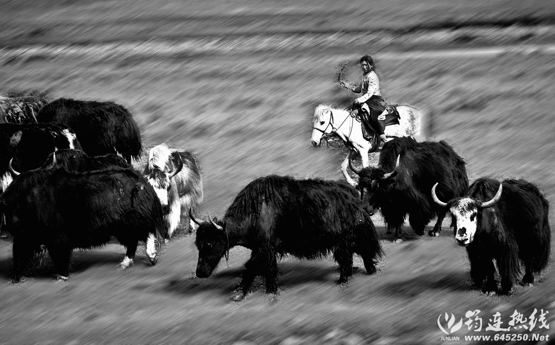 DSC08801__.jpg