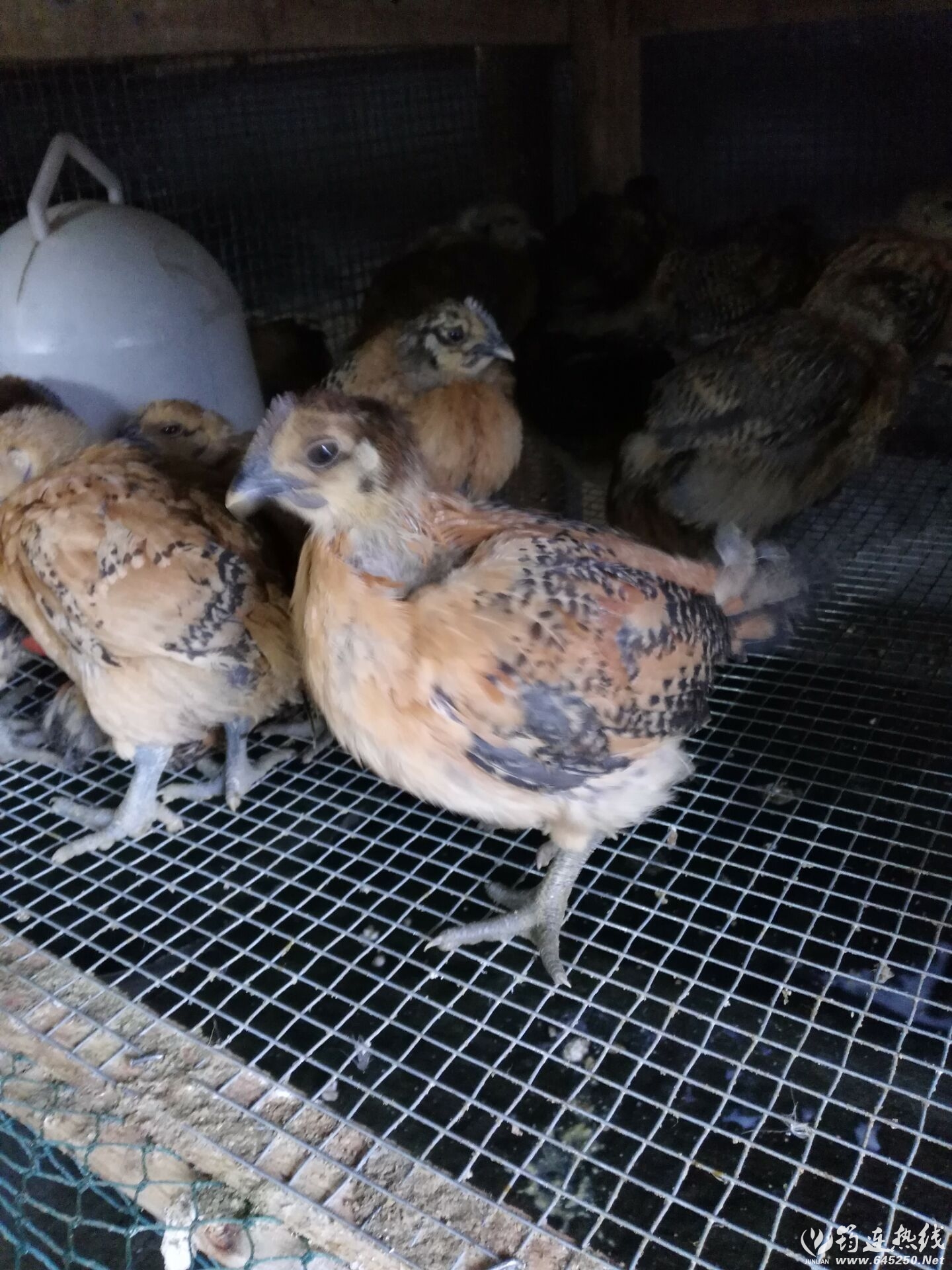 鼦