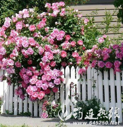 011441eaaazav81726i25m.jpg