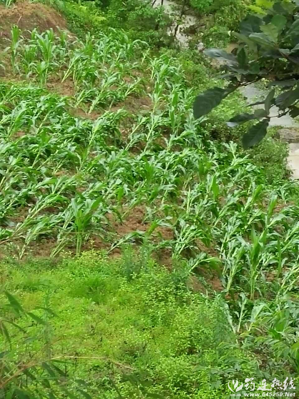 _20160608_113727.jpg