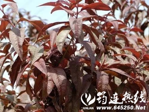 8c5bd47a6c8fa59d83e0d3a18381ccae.jpg