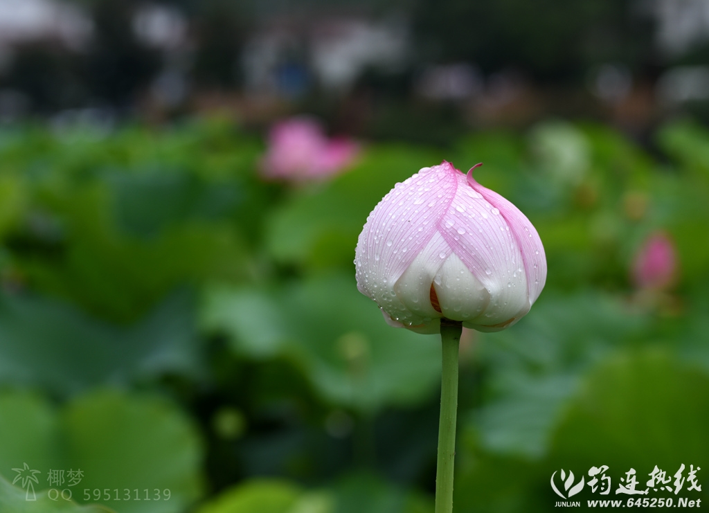 DSC_4691_.jpg