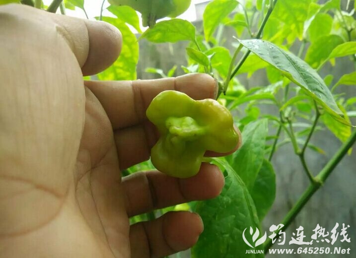 QQͼƬ20160918193132.jpg
