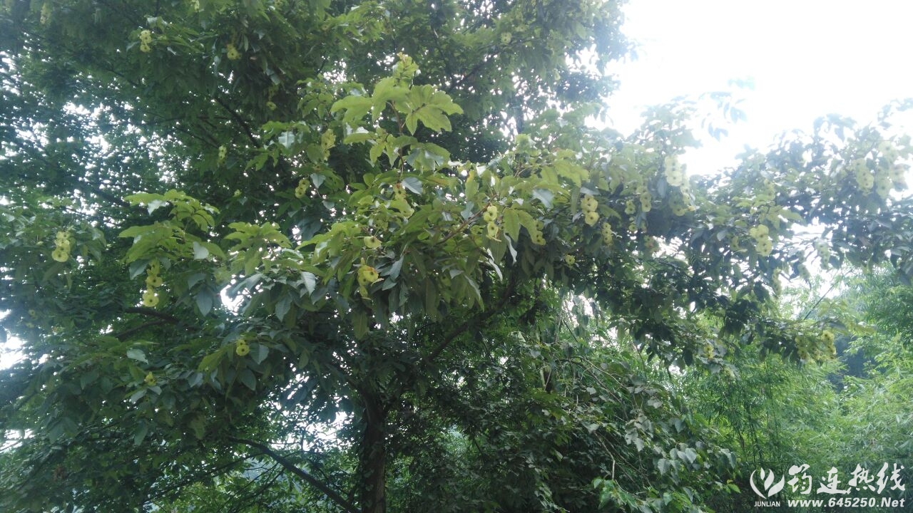 D7471EC304D4255C26BB785518F4348C.jpg